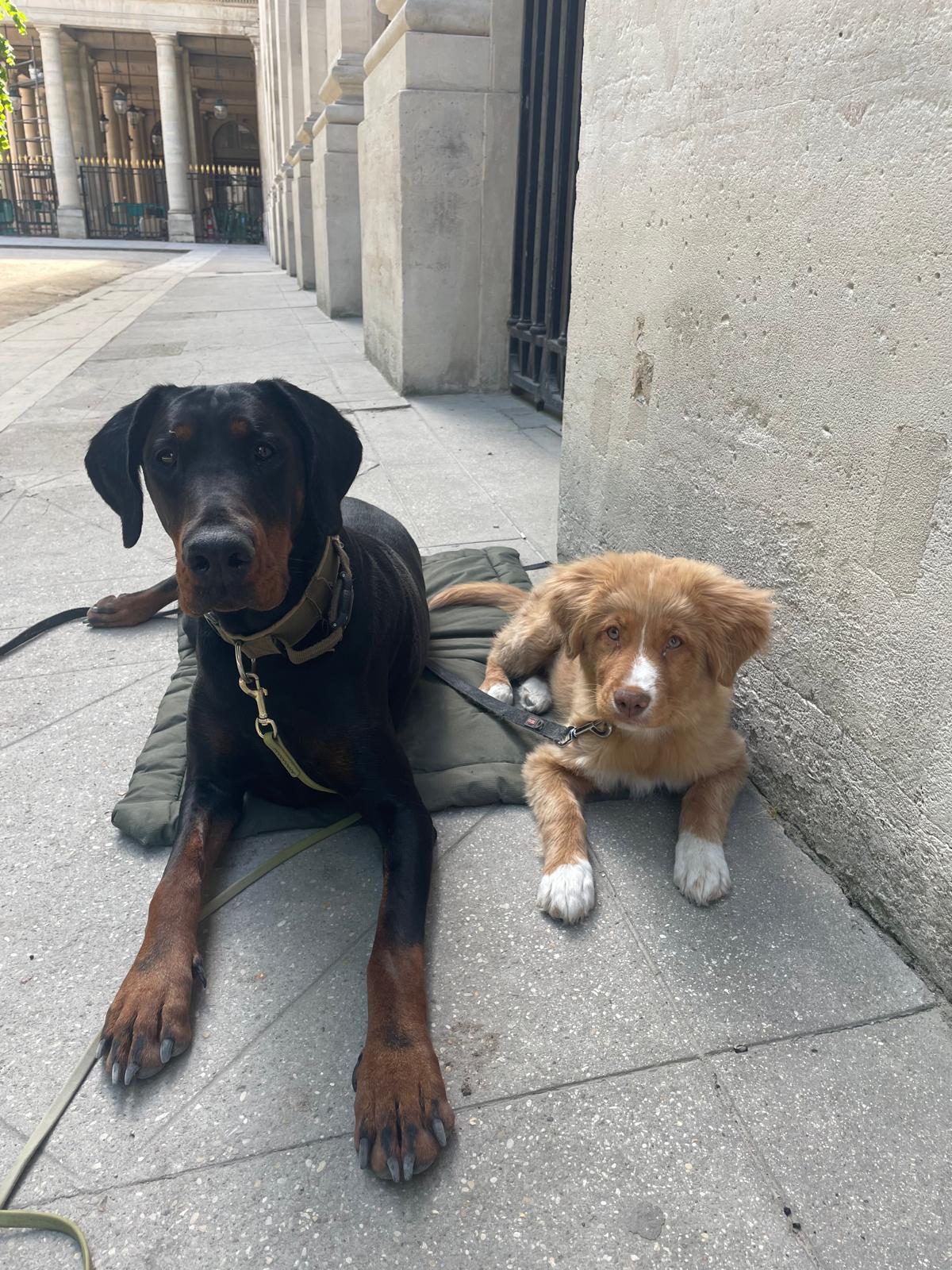 Deux chiens couchés côte à côte sur un tapis de repos