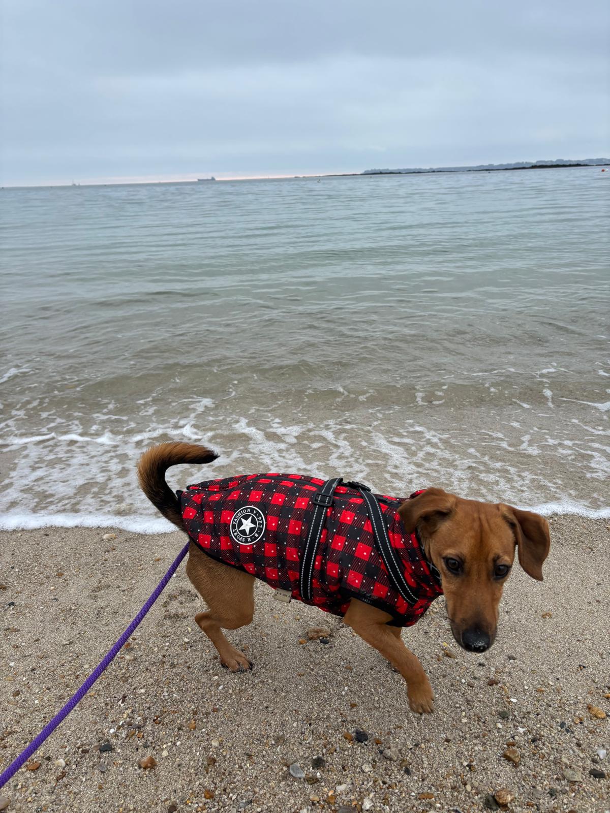 Petit chien en manteau à carreaux marchant au bord de l'eau sur une plage