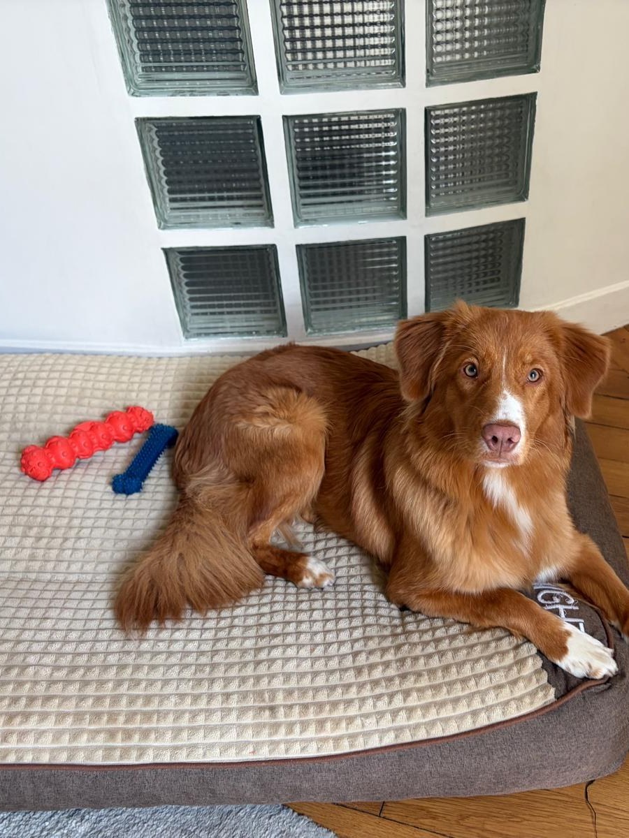 Chien roux allongé sur son coussin, jouets rouge et bleu posés à côté de lui