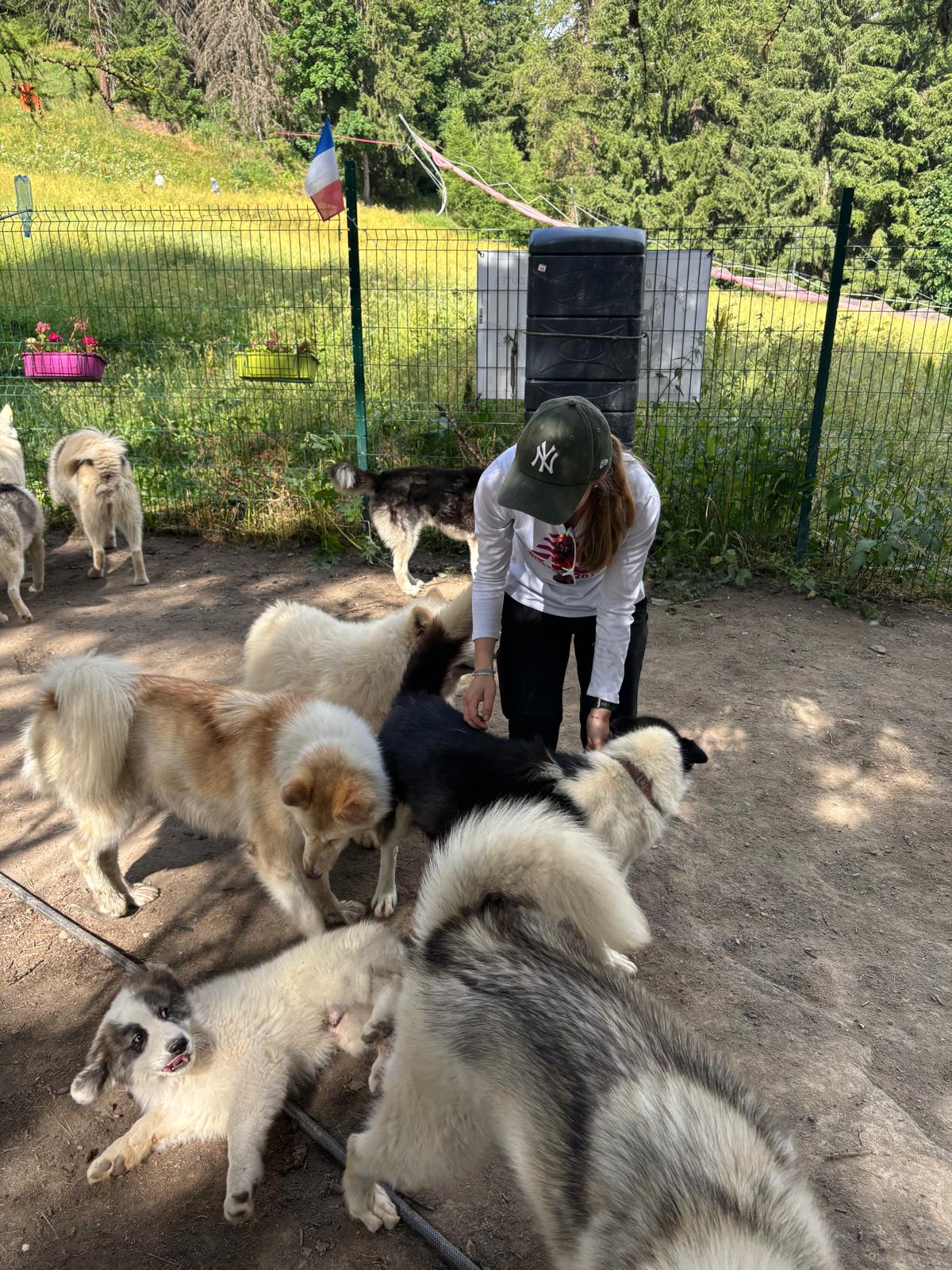 Une personne s’occupe d’un groupe de chiens dans un enclos ensoleillé, l’un d’eux allongé sur le dos