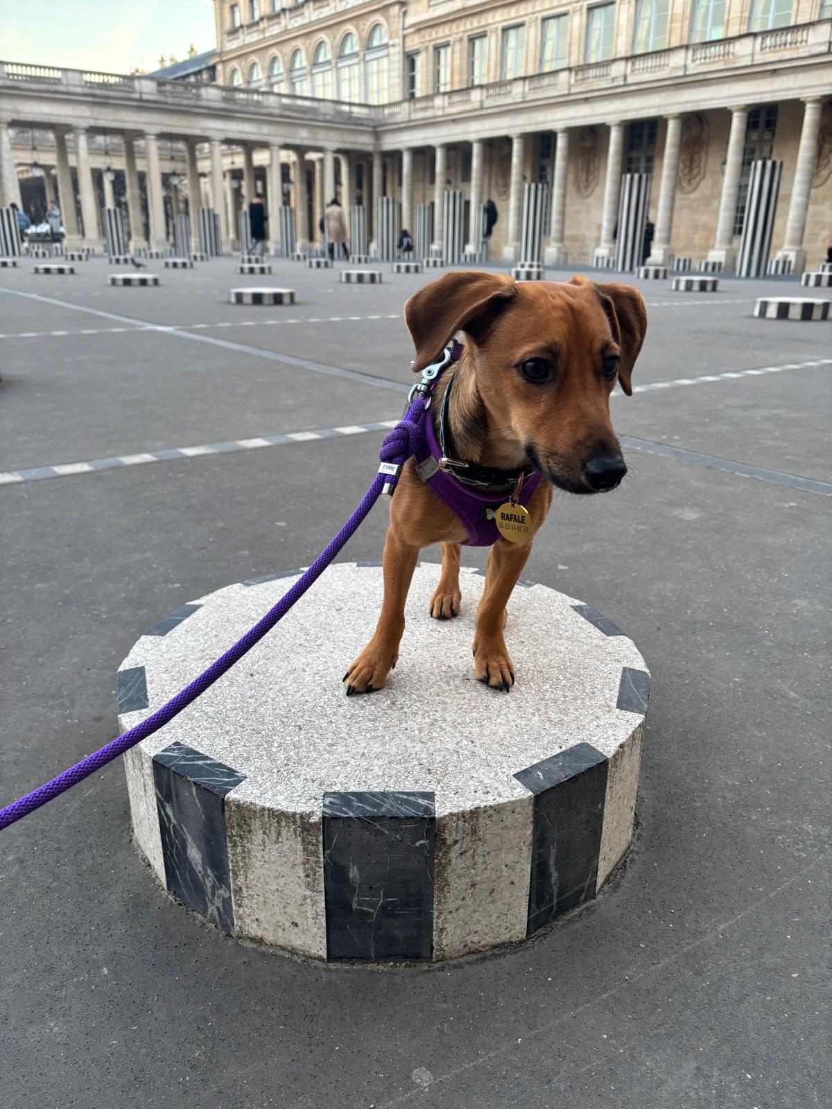 Petit chien fauve en harnais violet posé sur une colonne du Palais-Royal