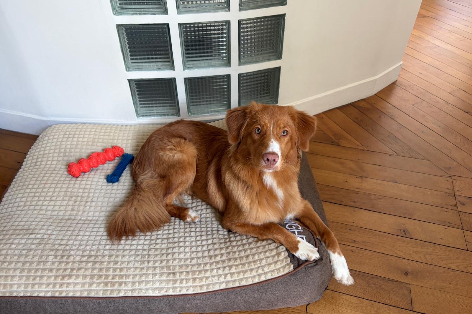 Chien roux allongé sur son coussin, jouets rouge et bleu posés à côté de lui, sur un parquet
