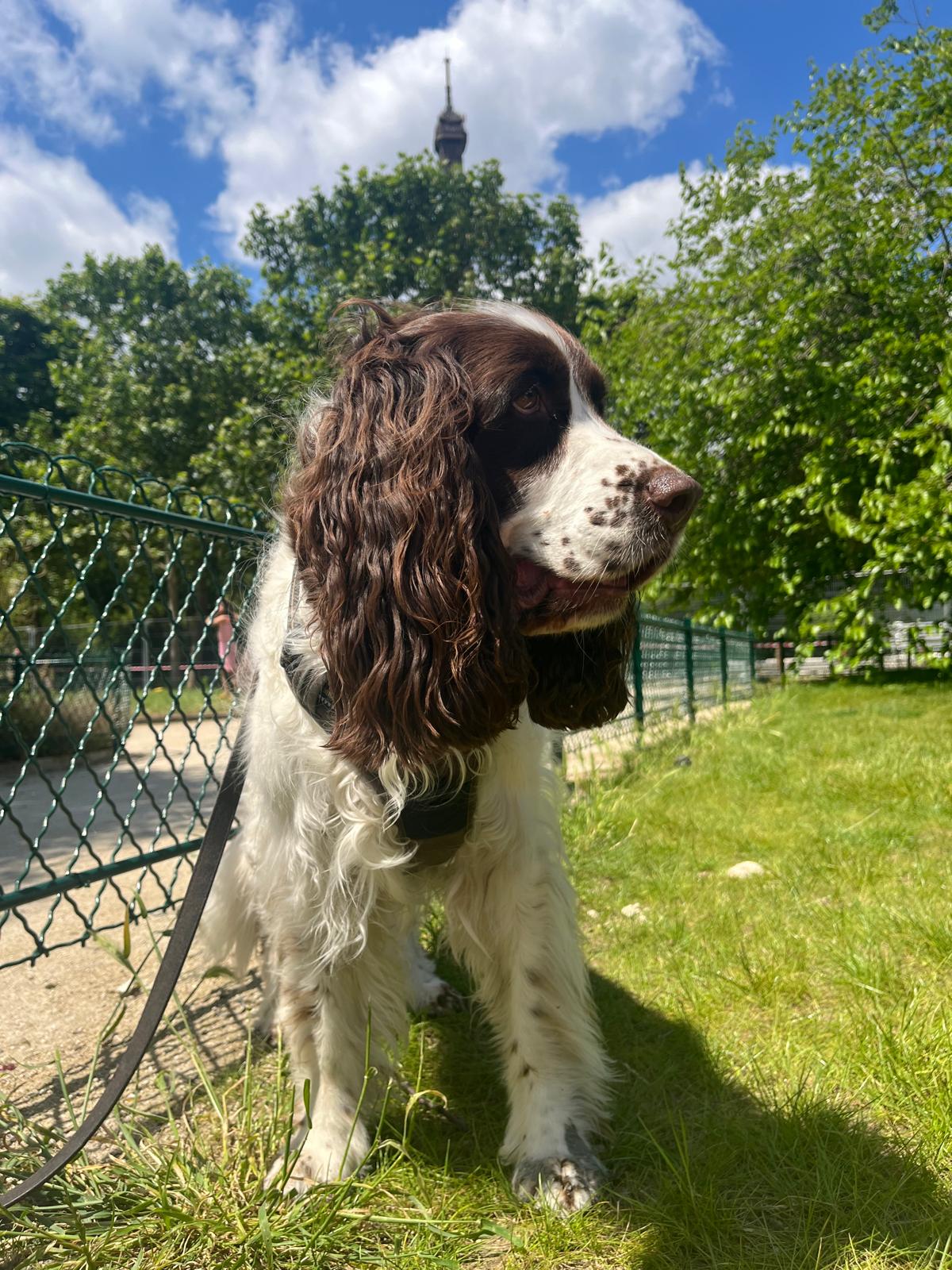 Chien blanc et marron en laisse dans un parc parisien, la tour Eiffel en arrière-plan