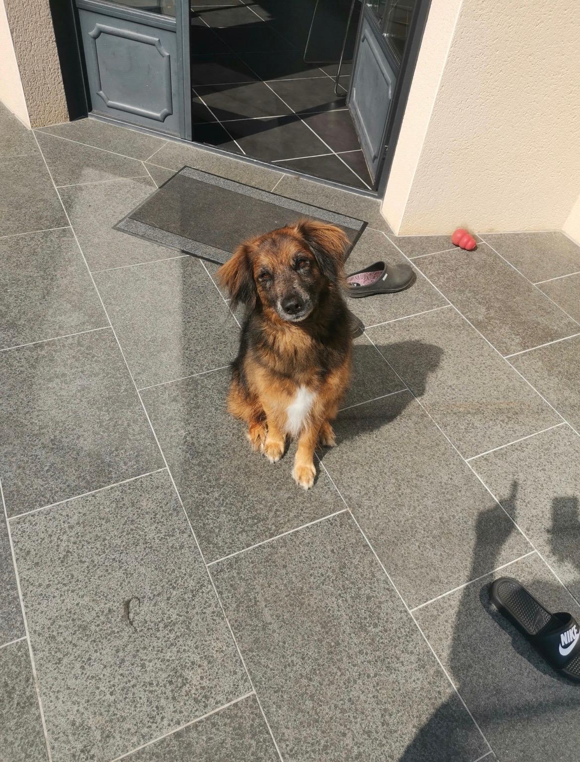 Chien brun, noir et blanc assis bien droit sur une terrasse dallée