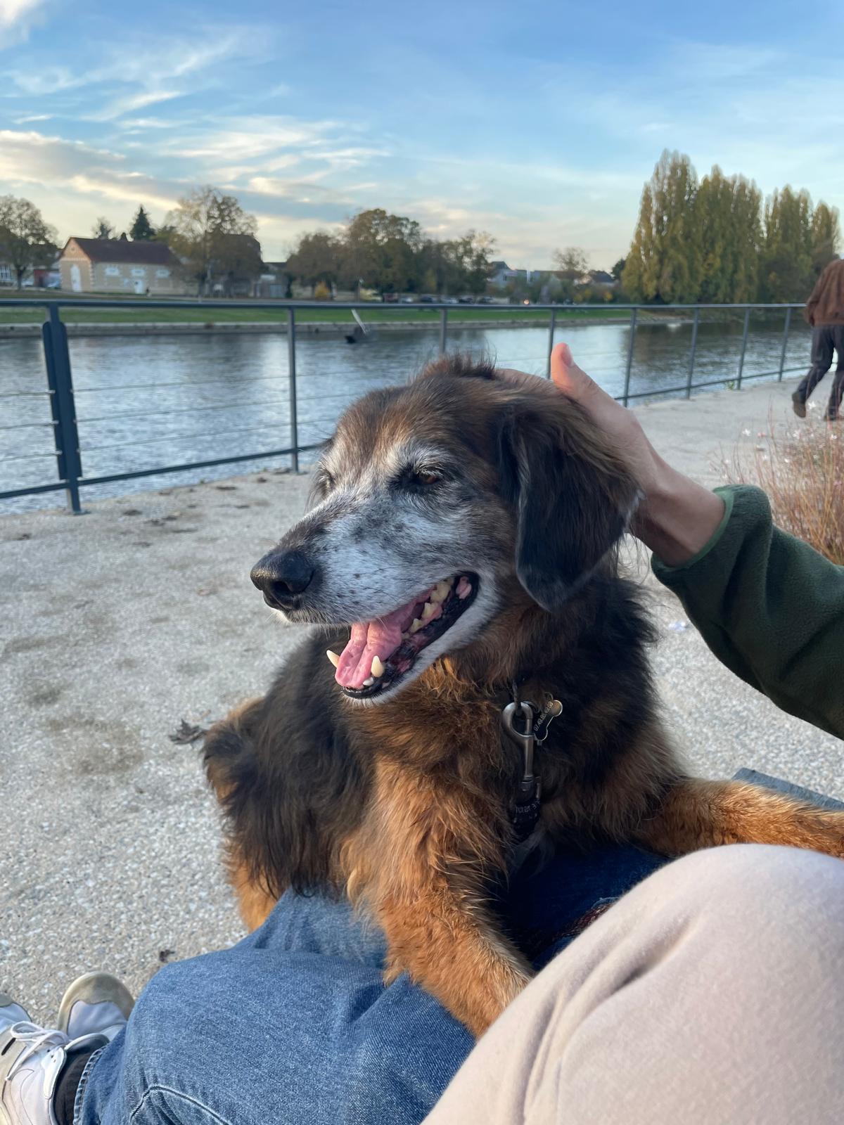 Chien âgé noir et feu assis le long d'un quai, caressé par son accompagnateur