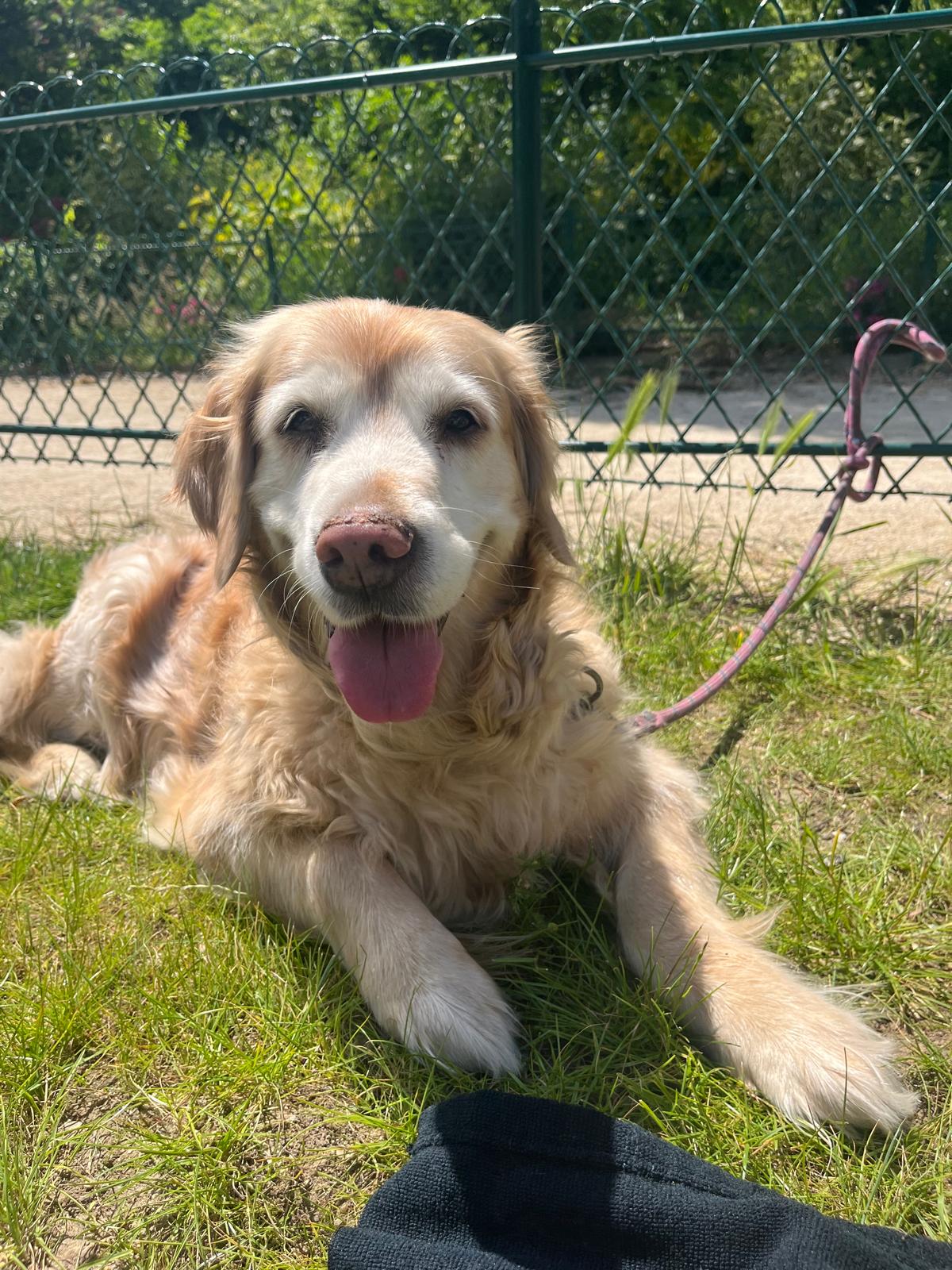 Golden retriever âgé couché dans un jardin, langue tirée, regardant l'objectif