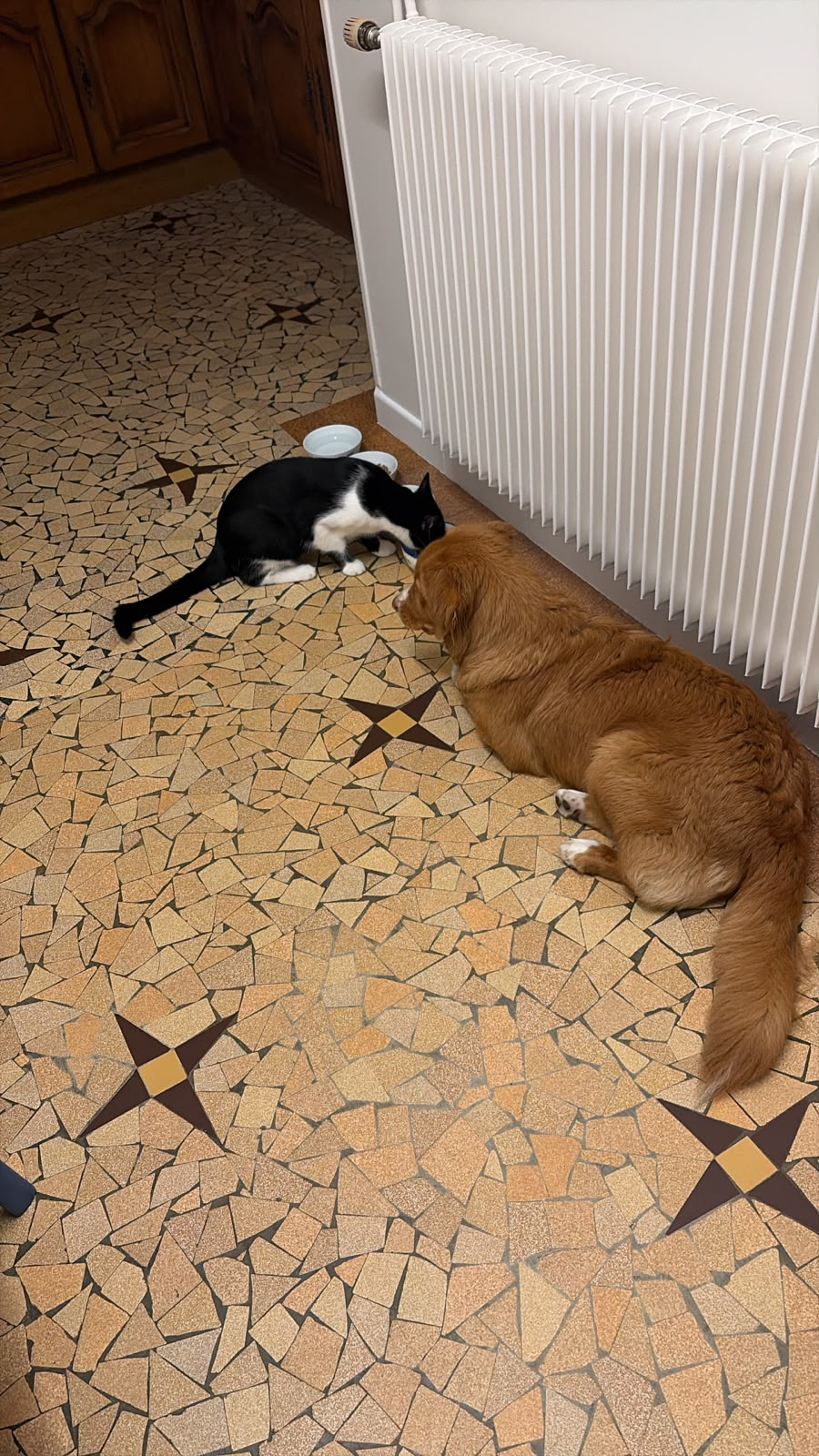 Aïka et un chat près de leurs gamelles à la maison