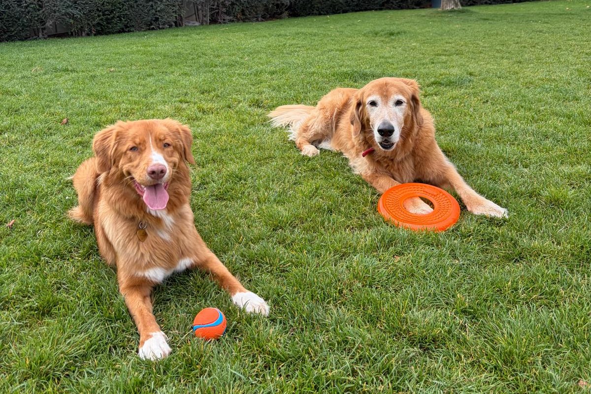 Deux chiens allongés sur une pelouse, une balle et un anneau orange entre leurs pattes